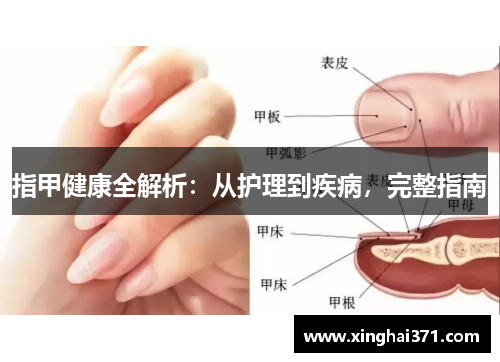 指甲健康全解析：从护理到疾病，完整指南