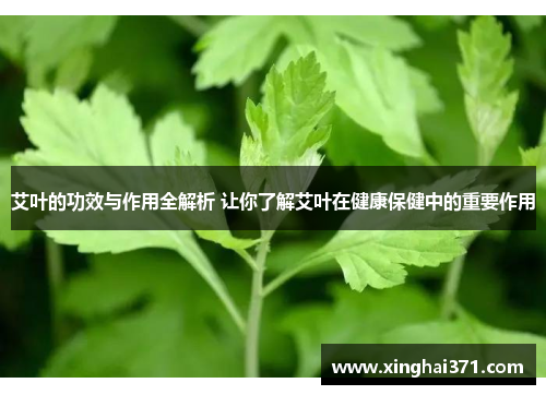 艾叶的功效与作用全解析 让你了解艾叶在健康保健中的重要作用